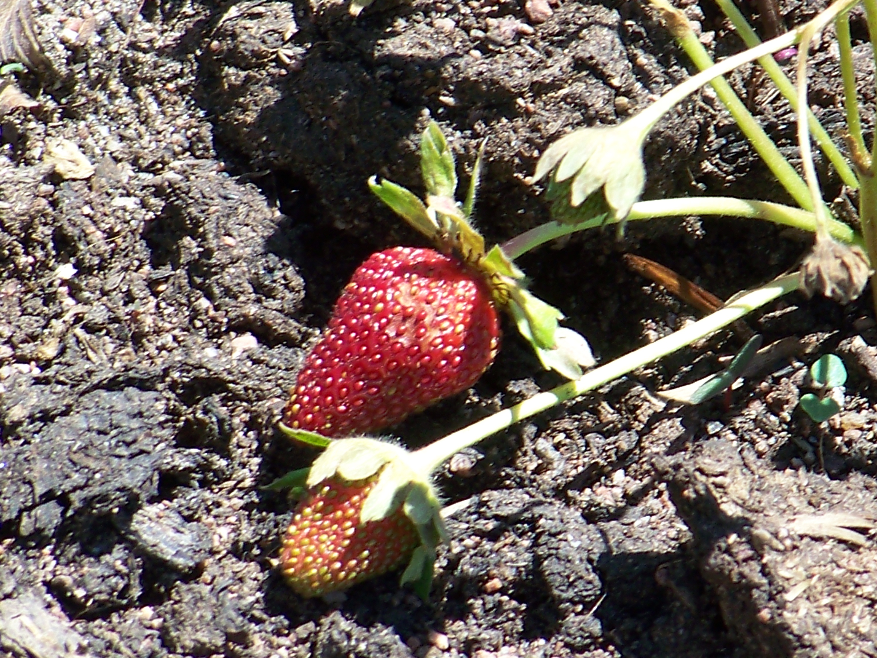 First Fruit