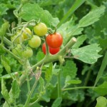 WaterStone Community Vegetable Gardens: Photo Gallery