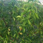 WaterStone Community Orchard: Photo Gallery